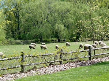 Sheep grazing on the Peaslee property Mickleton NJ