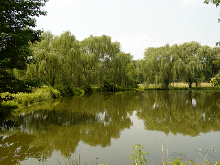 Peaslee's Pond in Clarksboro NJ